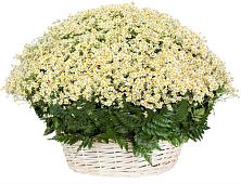 Цветочная композиция из Ромашки в корзине #REPLACE_PRED# Марьино Сергиево-Посадский района
